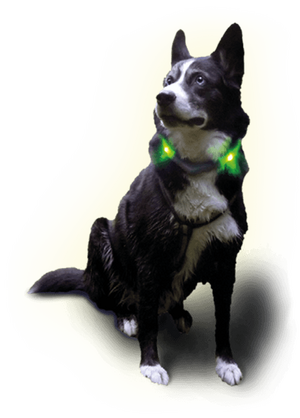 Husky Shaggy mit Leuchthalsband LEUCHTIE in neongrün