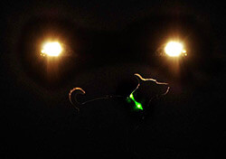 LED Leuchthalsband LEUCHTIE sicher vor dem Auto