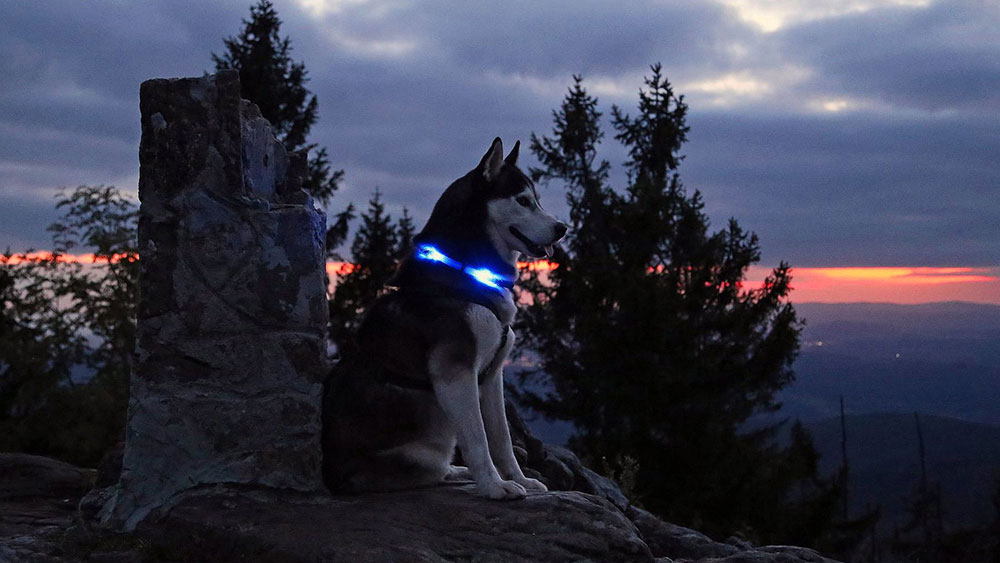 Abendstimmung mit Leuchthalsband LEUCHTIE auf einer Burgruine Abendstimmung mit Leuchthalsband LEUCHTIE auf einer Burgruine