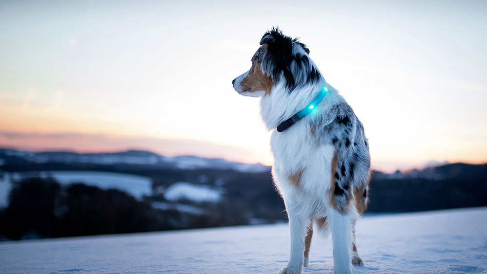 Abendlicher Winterspaziergang mit Leuchthalsband LEUCHTIE Abendlicher Winterspaziergang mit Leuchthalsband LEUCHTIE