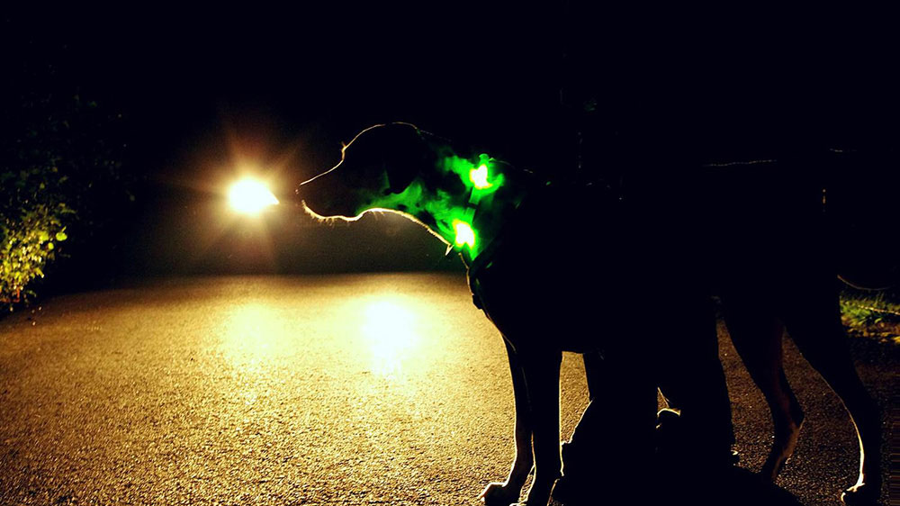 LEUCHTIE garantiert größtmögliche Sicherheit für Hund und Mensch LEUCHTIE garantiert größtmögliche Sicherheit für Hund und Mensch