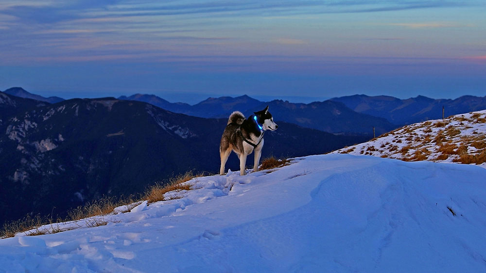 Hund mit Leuchthalsband LEUCHTIE in den verschneiten Alpen Hund mit Leuchthalsband LEUCHTIE in den verschneiten Alpen