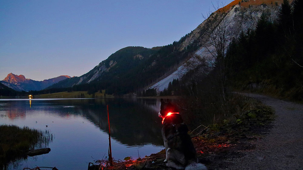 Abendstimmung am Bergsee mit Leuchthalsband LEUCHTIE Abendstimmung am Bergsee mit Leuchthalsband LEUCHTIE
