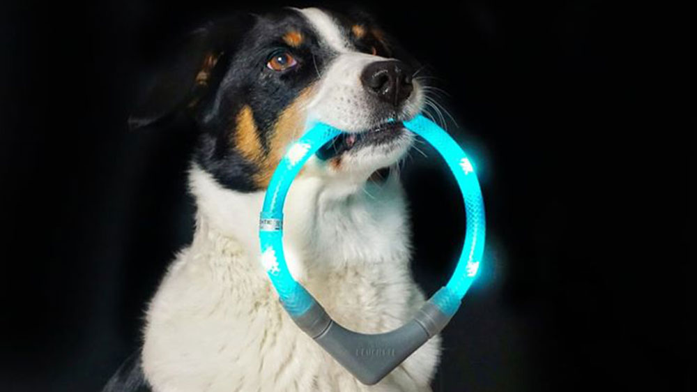Leuchthalsband LEUCHTIE wird vom Hund apportiert Leuchthalsband LEUCHTIE wird vom Hund apportiert