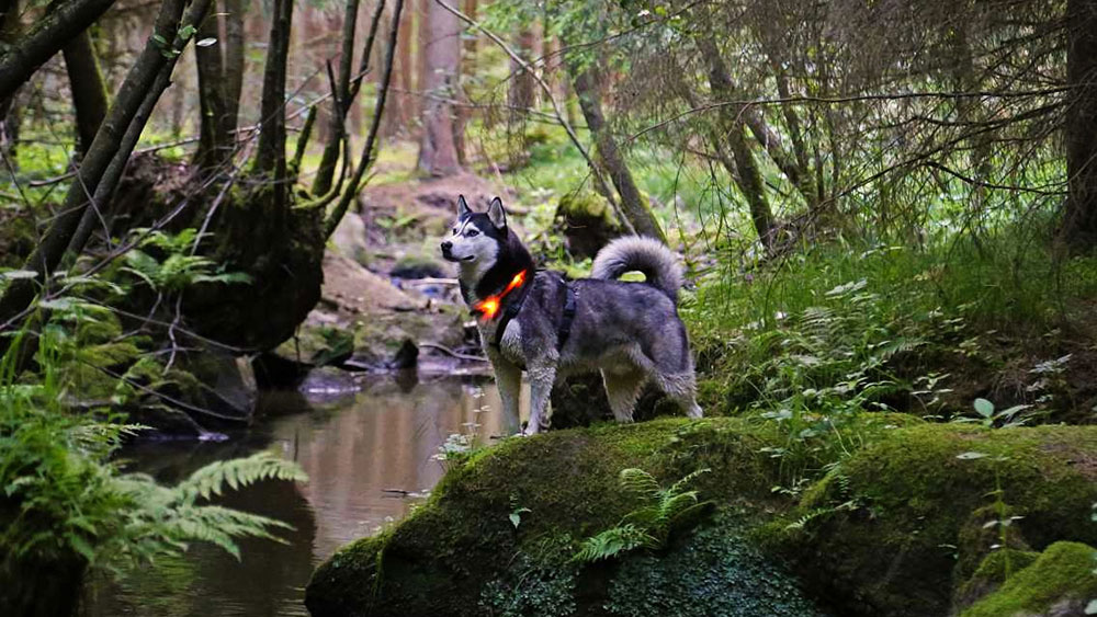 Waldspaziergang mit dem Leuchthalsband LEUCHTIE Waldspaziergang mit dem Leuchthalsband LEUCHTIE