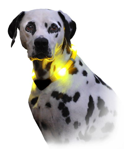 Leuchthalsband LEUCHTIE Premium in gelb mit Dalmatiner